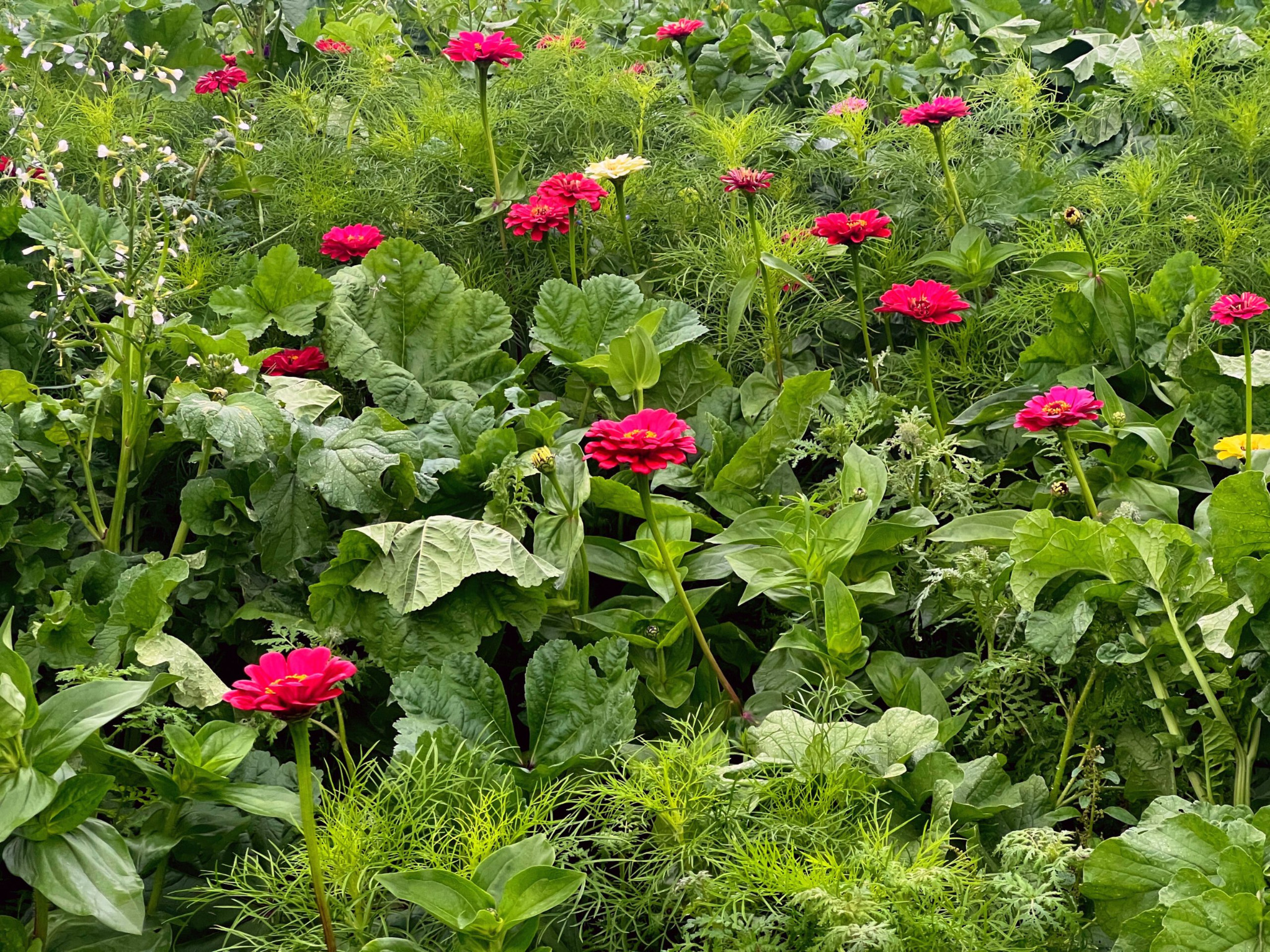 Artenreiche Blühmischung mit Malven und weiteren Feldblumen auf einer GEOXIP Fläche – Beispiel für Beevertising, Blühlogo, Biodiversität und nachhaltige Ackerwerbung beziehungsweise Geobrandings mit blühenden Pflanzen