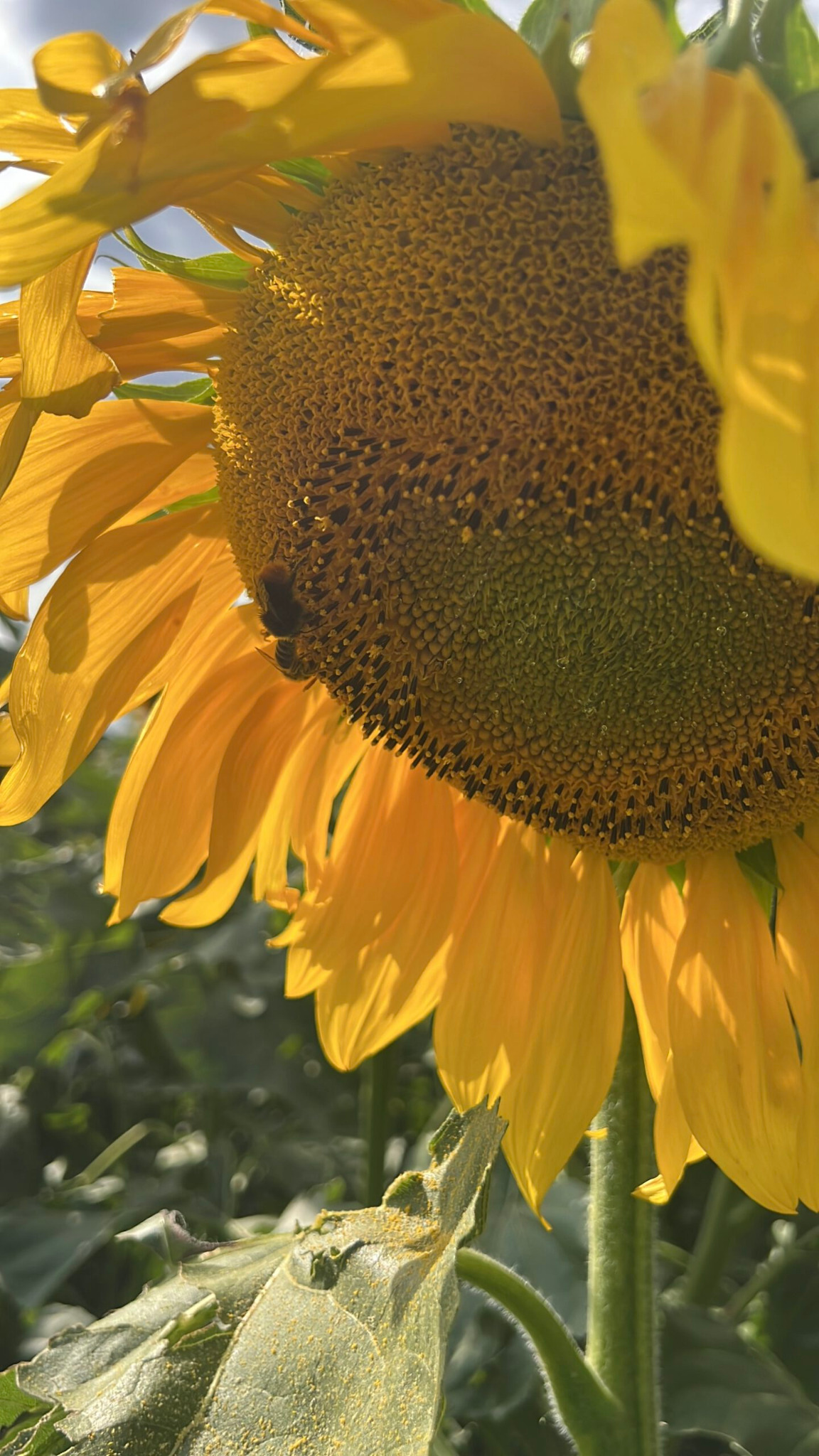 Junge Frau in einem Sonnenblumenfeld mit Radio Charivari 95.5 Motiv – GEOXIP Geobrandings und Ackerwerbung verbinden großflächige Markenkommunikation mit Blumen, Natur und Social-Media-Content