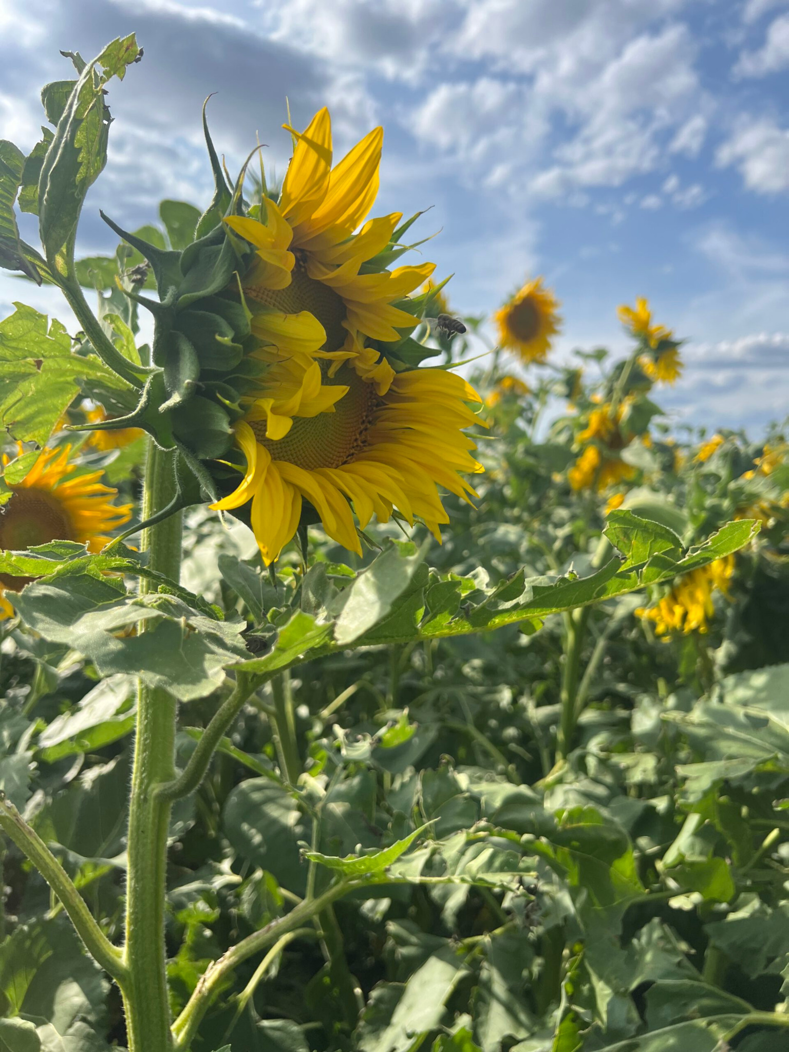 Event und Besucher mitten in einer blühenden GEOXIP Ackerwerbung mit Sonnenblumen – nachhaltige OOH Aktivierung, Naturerlebnis, Kundenimpact und Geobranding vor Ort